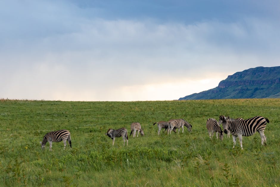 How to Photograph Animals in Their Habitat