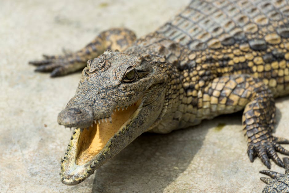 How to Photograph Animals in Their Habitat