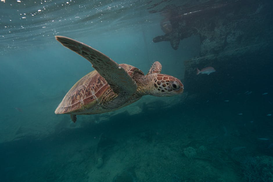 Essential Tips for Underwater Photography