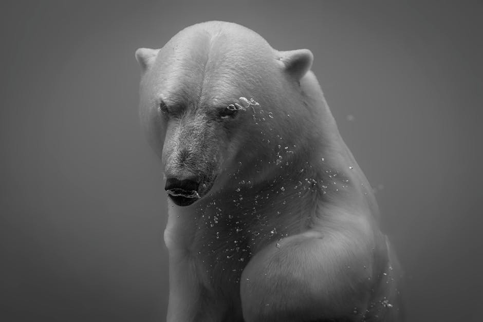 Essential Tips for Underwater Photography