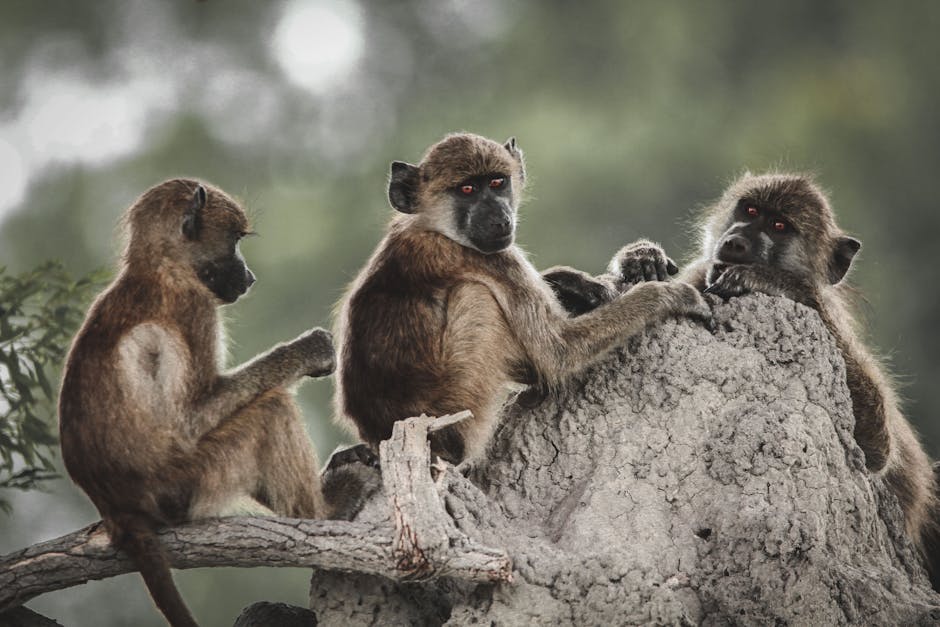 How to Photograph Animals in Their Habitat