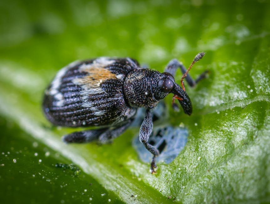 Understanding Depth of Field in Photography